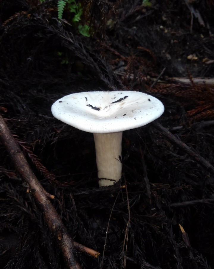 きのこアルバム シロハツ