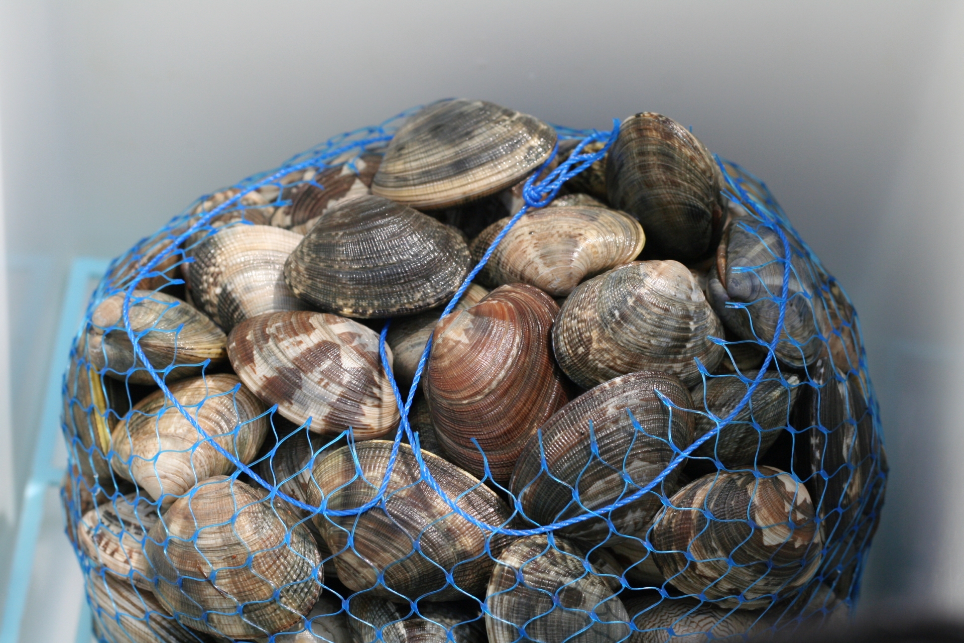 お湯を使った簡単アサリの砂抜きマルチピュア浄水器公式サイト