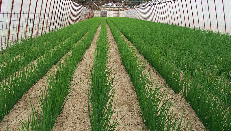 わけぎ 肥料農薬不使用、自然栽培、自家採種：和歌山県産のワケギ食べチョク産地直送 産直 お取り寄せ通販 - 農家・漁師から旬の食材を直送