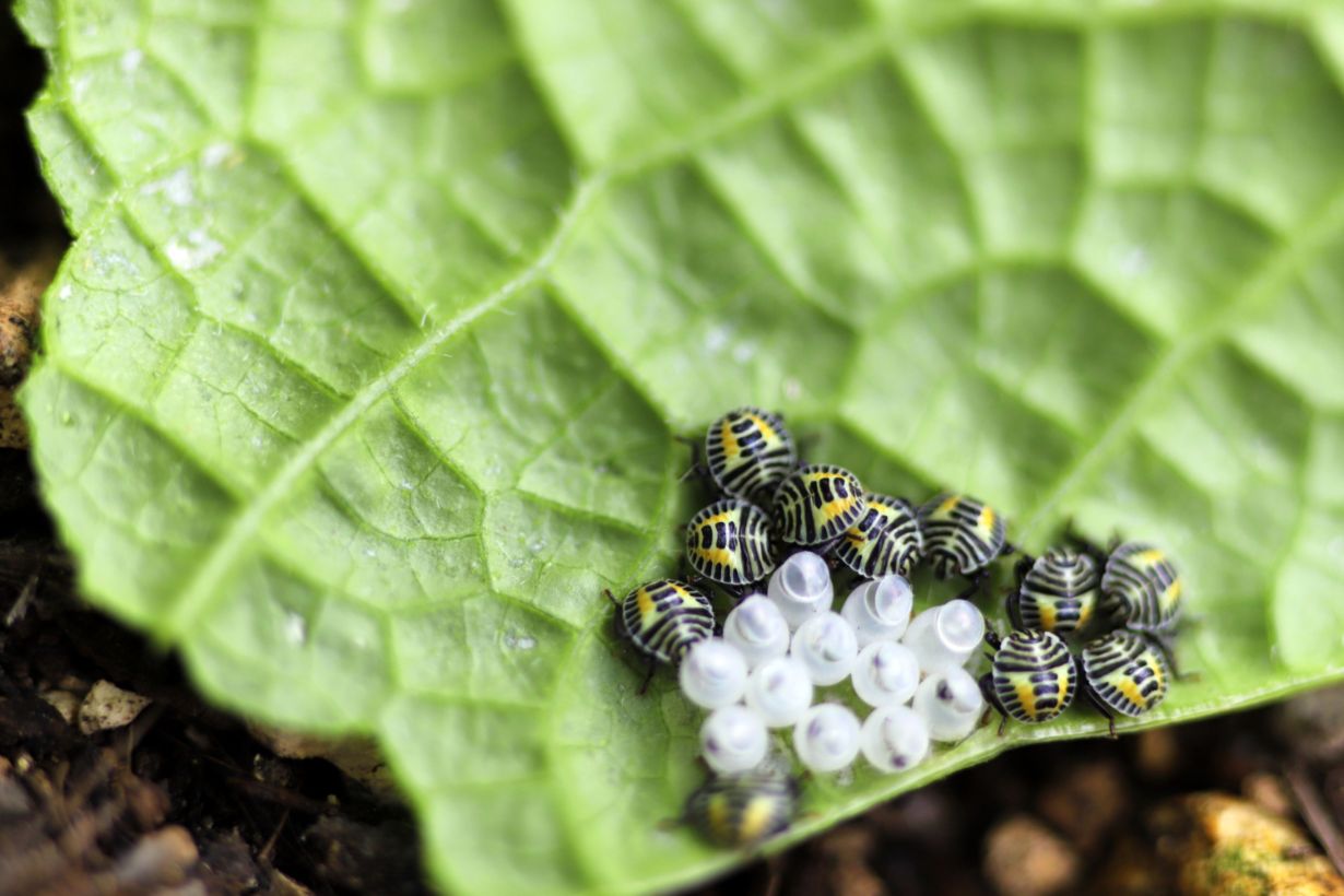 🍎TOKYOカメムシ祭 メニュー紹介🍎 ①カメムシのソルベ ―弘前をそえて クサギカメムシの爽やかな香りを上品に楽しめるソルベです。ココナッツの自然な甘みとも相性が良く、カメムシのイメージががらっと変わるかもしれません🍏 添えられたりんごスライスをかじると