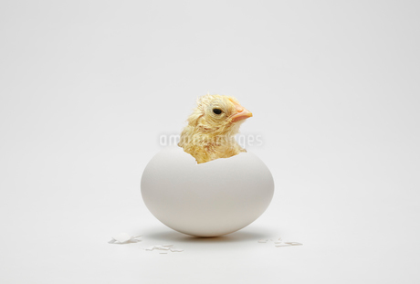 割れた茶色の卵の中のひよこイラスト素材透過、PNGフリー画像ダウンロード - Pngtree