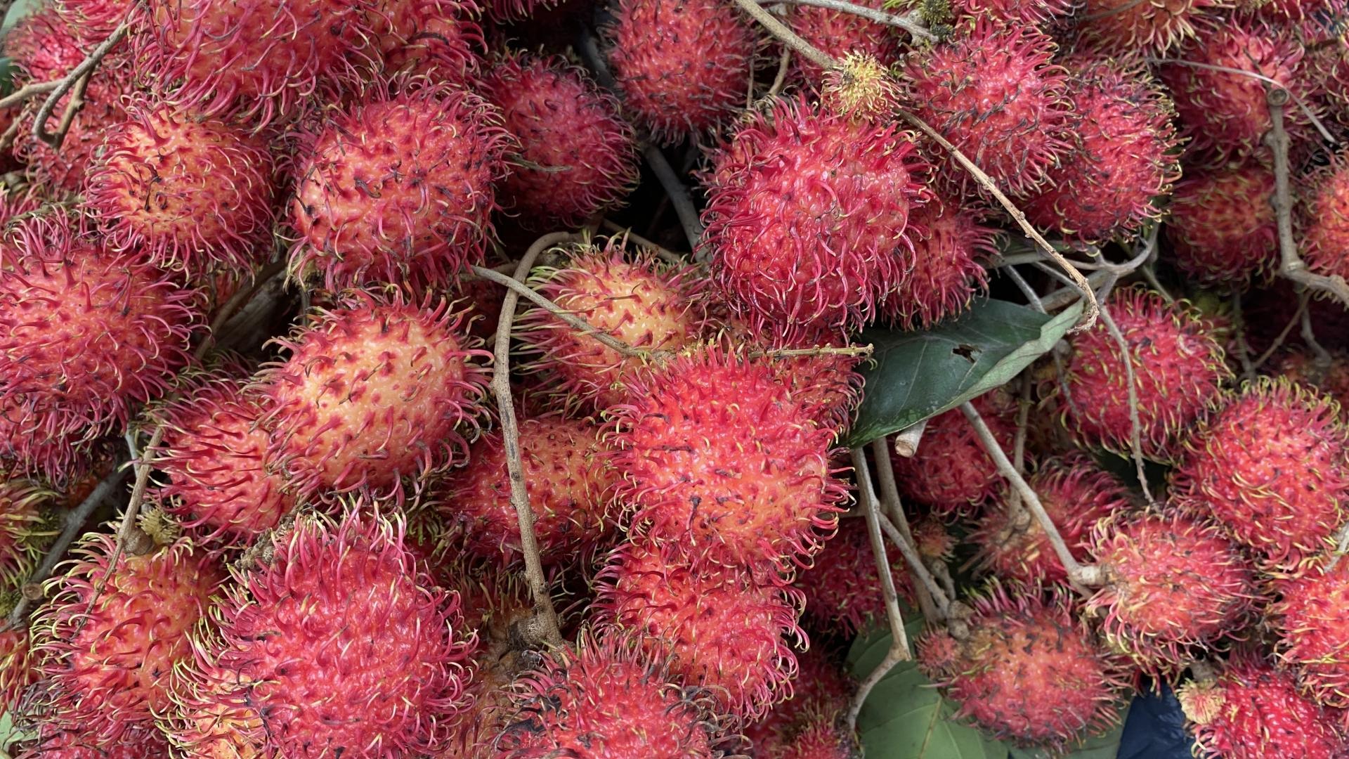 オーストラリアの果物・フルーツ ～広い国土で産出される様々な果物・フルーツ