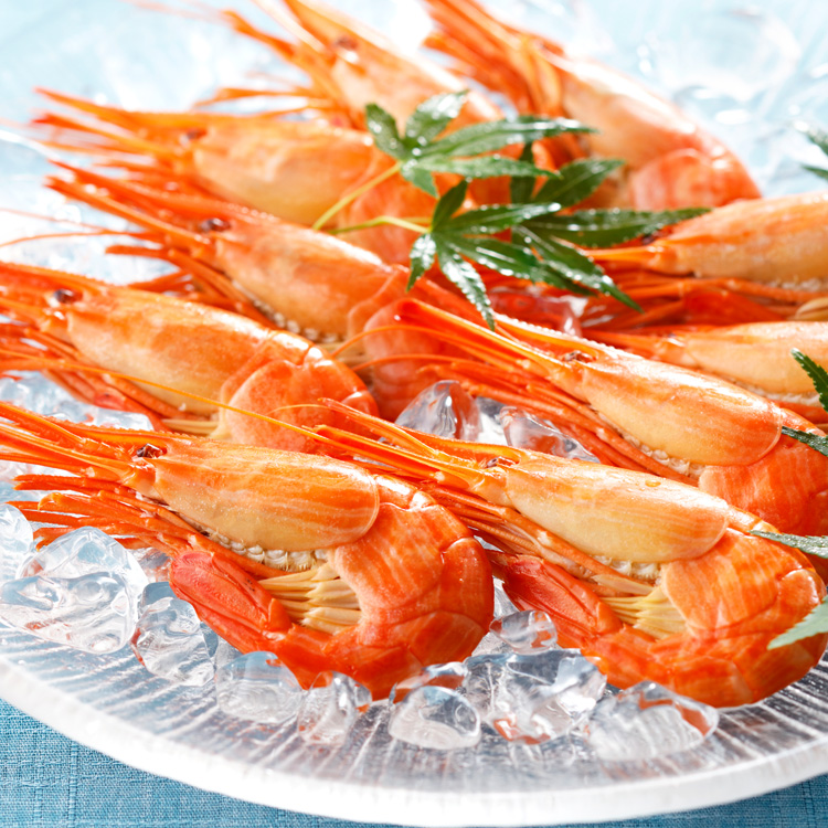 ホッカイエビホッカイシマエビ市場魚貝類図鑑