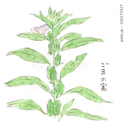 ごまってどんな植物？ごまストーリーカタギ食品