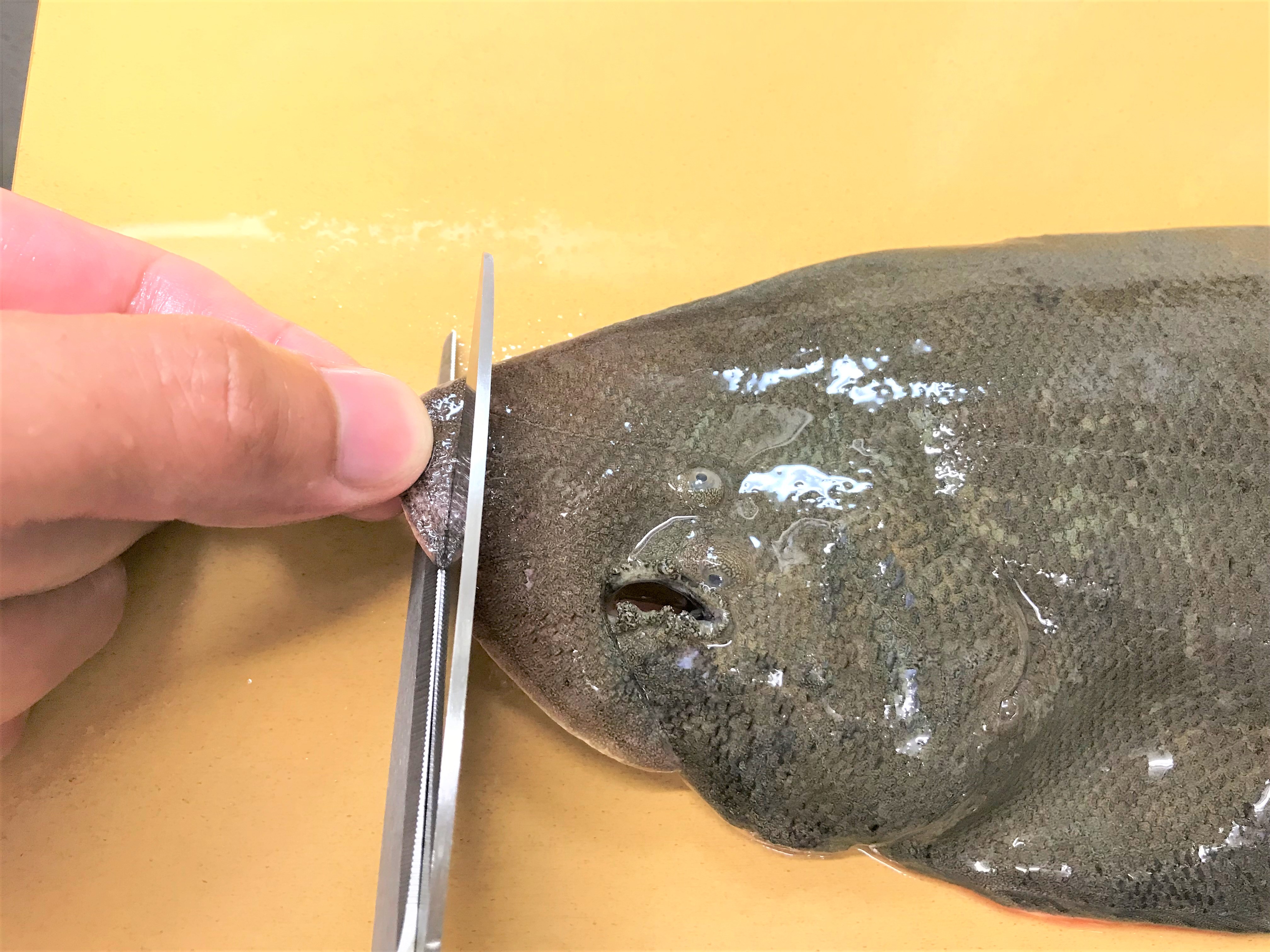 梅園魚品図正54鞋底魚 牛ノ舌くさびmominaina