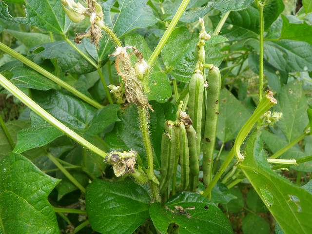 マメゾウムシ類 札幌市