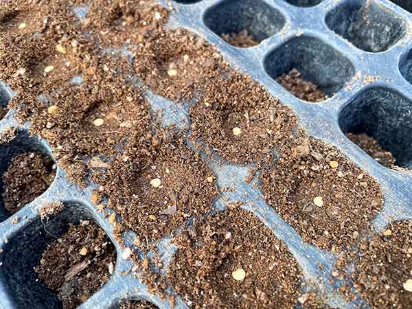 種から育てる！ナスの栽培 早生真黒茄子 種まきから収穫まで252日間の栽培記録 - YouTube