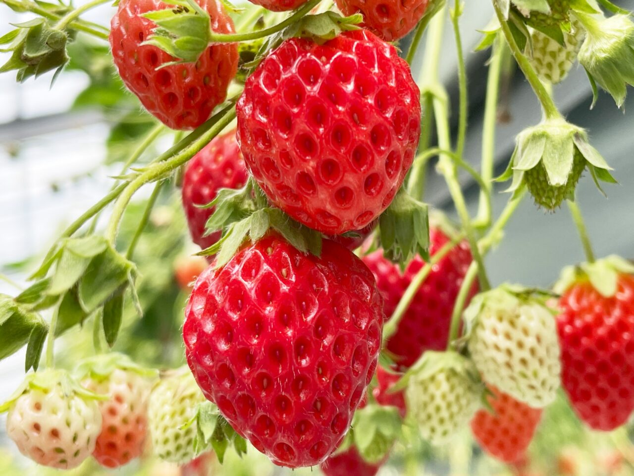 市東農園いちごの直売 予約・アクセス・割引クーポン - じゃらんnet