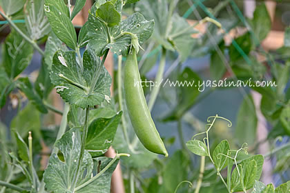 🟢🟢スナップえんどう🟢🟢 スナップエンドウはグリーンピースの改良品種で、春が旬の野菜です✨豆が成長して大きくなってもサヤが硬くならず、サヤごと食べられるものです❣️ 甘みがあり、パリっとした食感が楽しめます。✨ その食感がスナックを食べるイメージに近い