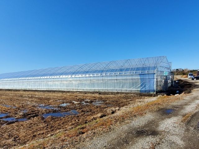 市東農園いちごの直売・宅配