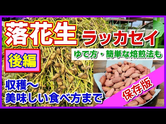 落花生の保存方法 -公式 伊藤落花生店千葉県船橋市 落花生専門店 本場千葉県八街産 オンラインショップ
