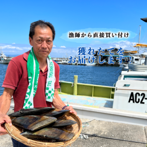 平貝 たいらがい Pen-shell- japanese-food.net