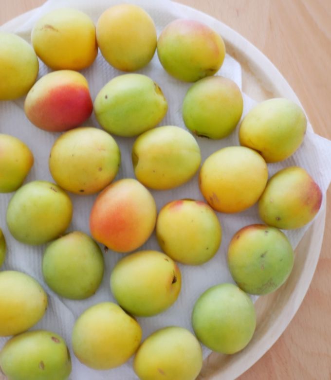 青い梅の収穫は早すぎ？正しい収穫時期の見分け方と追熟方法 - ハーブ民