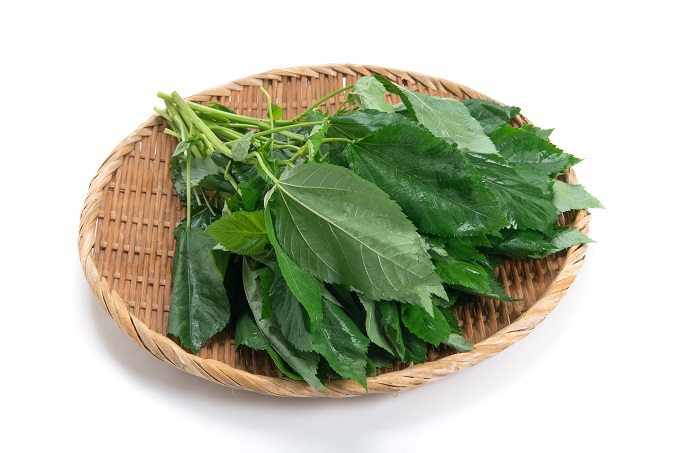 モロヘイヤの栄養成分がすごい！簡単レシピと正しい調理方法施設園芸.com