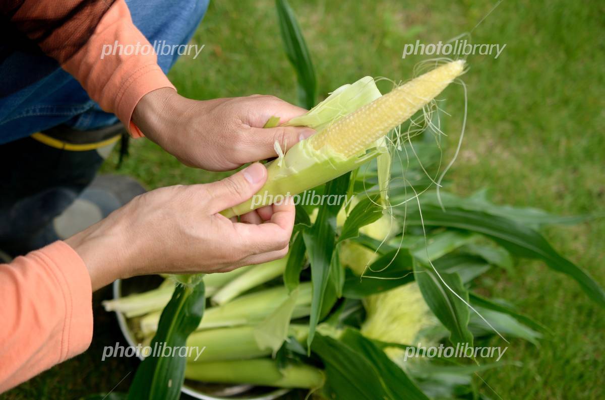 とうもろこしの皮むき 1年生井手町立井手小学校