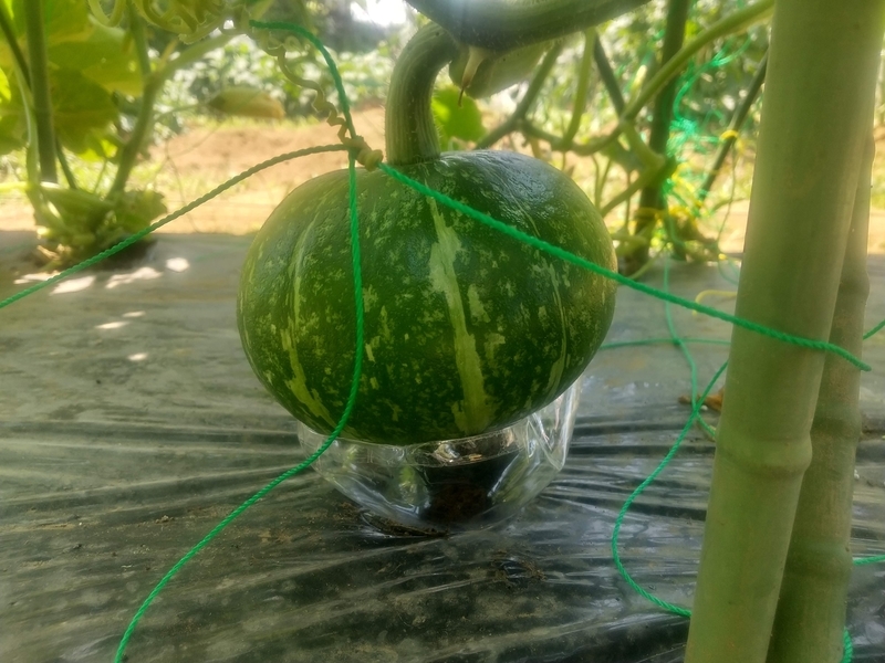 カボチャの空中栽培の株間や摘心はどうする？おすすめ品種は？ - 農業屋