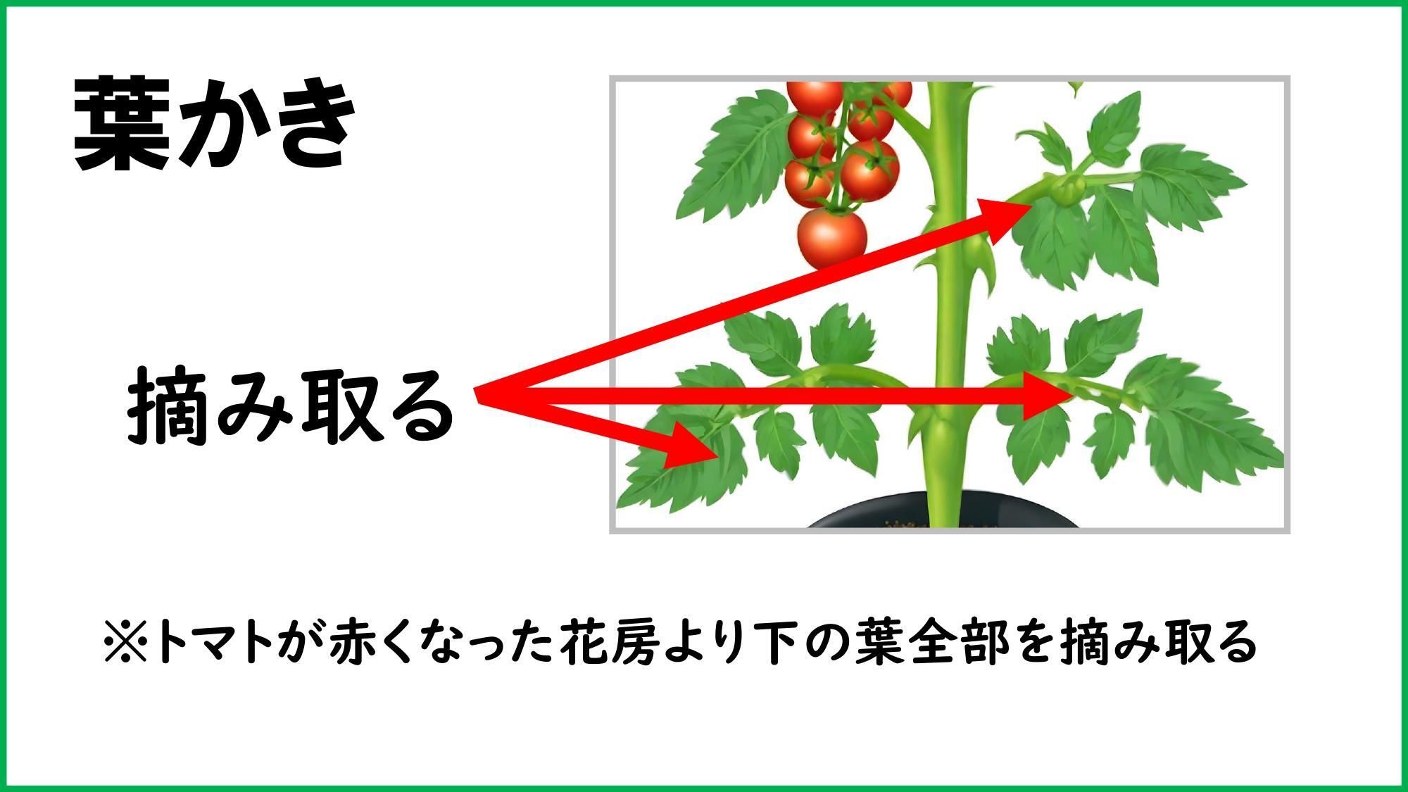 トマトの実の付き具合を大きく左右する、脇芽摘み、摘心、摘果とは？グリーンワークス 大垣市の造園会社