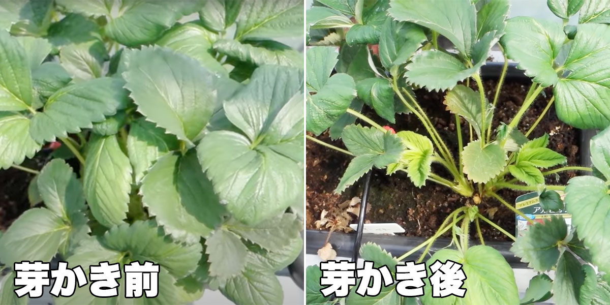 脇芽管理 イチゴの脇芽の取り方- 苺の花ことばブログ