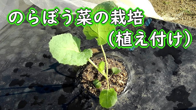 のらぼう菜の育て方・栽培方法LOVEGREEN ラブグリーン