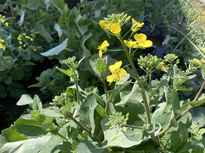 のらぼう菜の育て方 練馬大根等と並び江戸東京野菜に名を連ねる野良坊栽培家庭菜園の仲達と家庭野菜宣言
