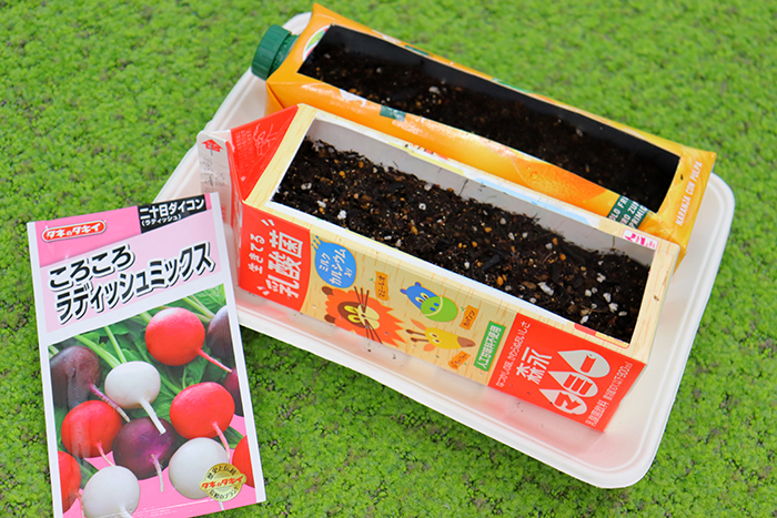 牛乳パックを使って室内ラディッシュ栽培に挑戦🌱🍀GreenSnap グリーンスナップ