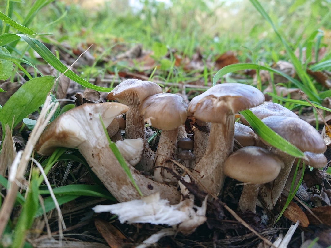 湿地茸 食材の写真素材 - PIXTA