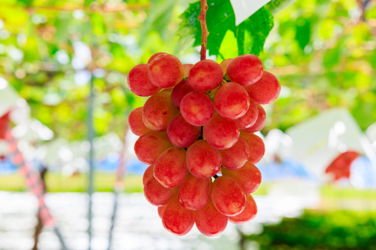 今年も美味しいシャインマスカットが届きました！ - トラント・サンク