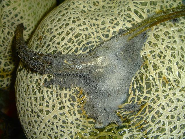 メロンを病気から守る！知っておくべきメロンの5つの病気と対処法まとめ産直プライム.labブログJA連携！産地直送通販なら産直プライム