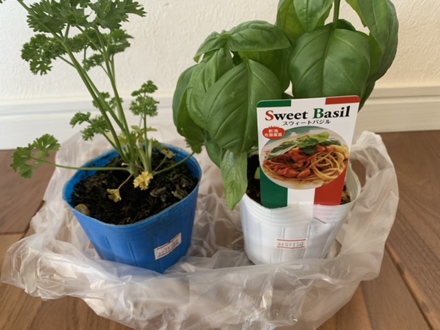 バジルを使ったレシピ ELLE gourmetエル・グルメ