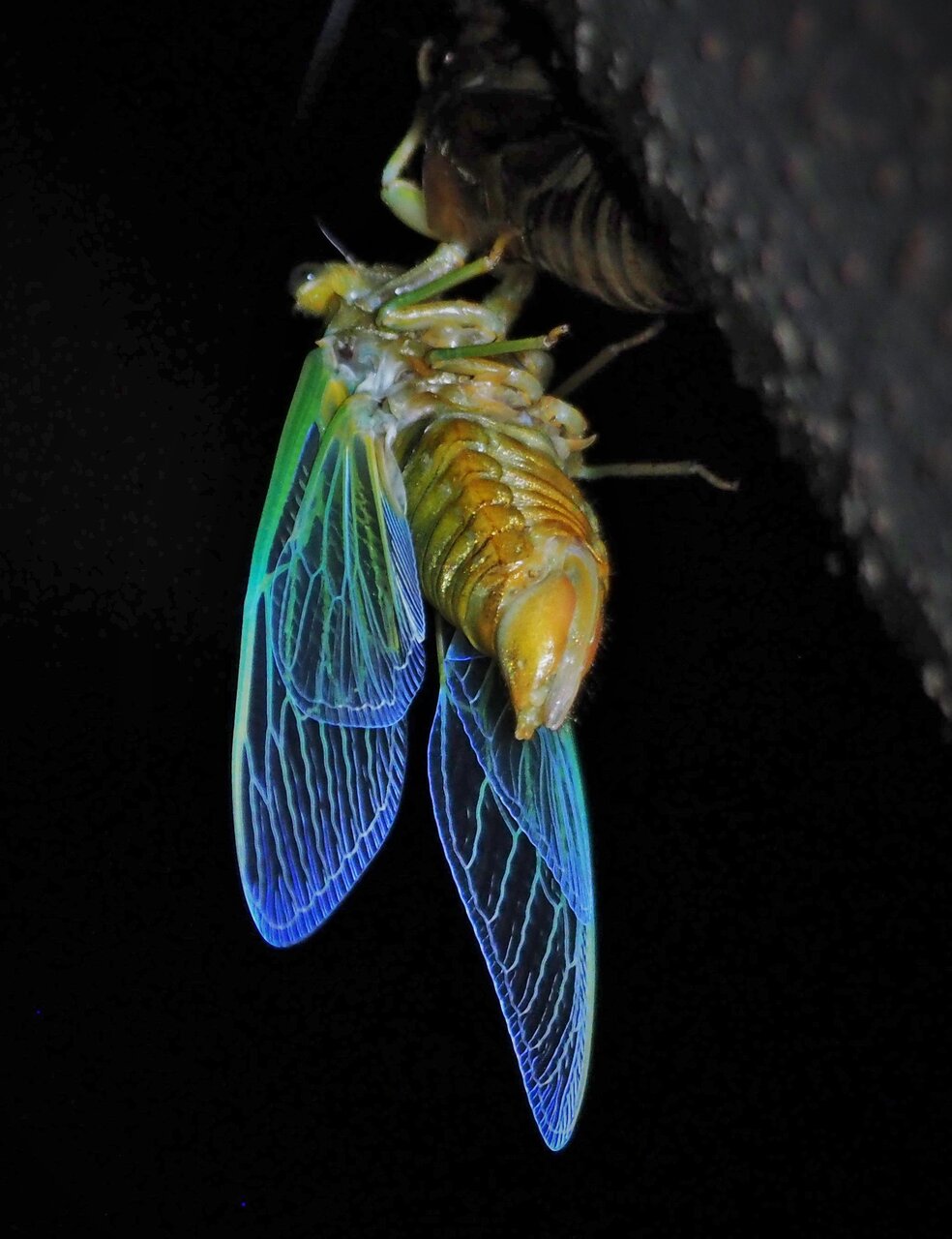 観察会「セミの羽化を見よう」を行いました！ - 栃木県立博物館公式ブログ