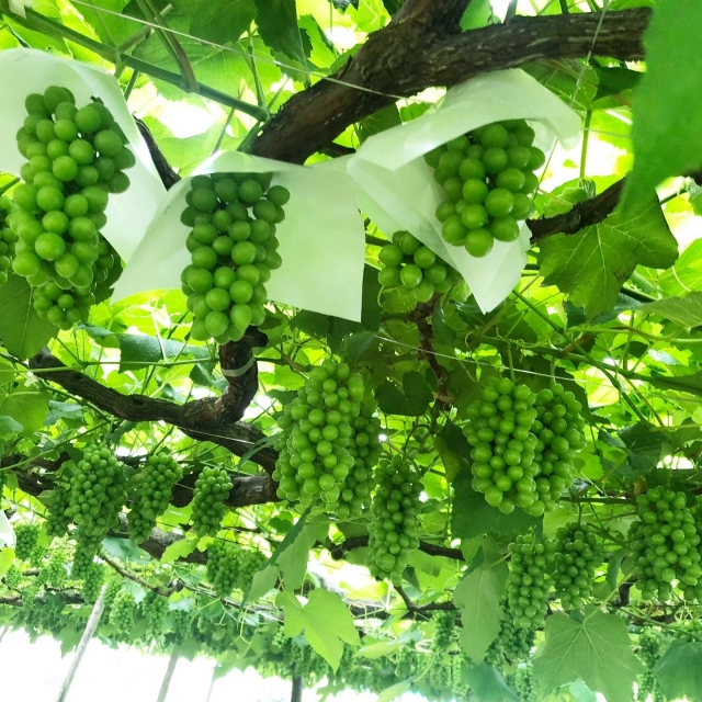 シャインマスカットに硬いブツブツが付いていました。虫の卵でしょうか？ - Yahoo!知恵袋