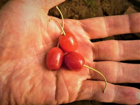 これ、なんていう？北海道の公園で見かける「赤い実」の呼び名は- 北海道Likers