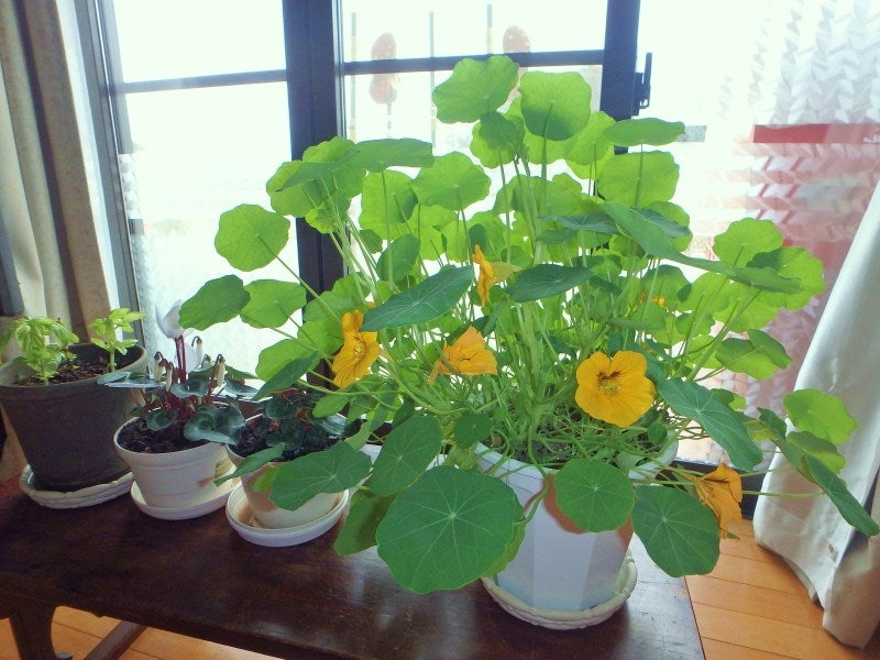 ナスタチウムの育て方 種まきから開花までの管理のポイントや増やし方植物とあなたをつなぐPlantia