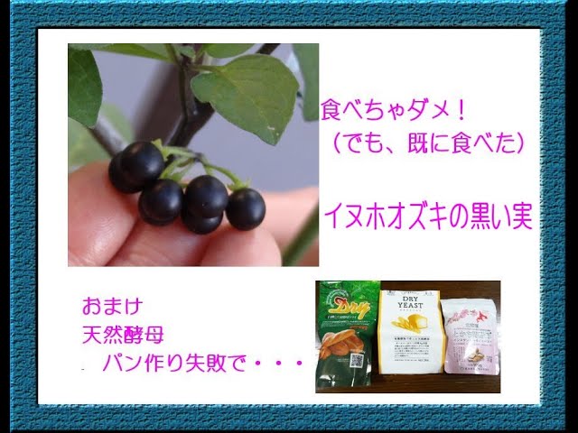 ガジュマル栽培の詳細解説版 育ててみたけど失敗した人向け