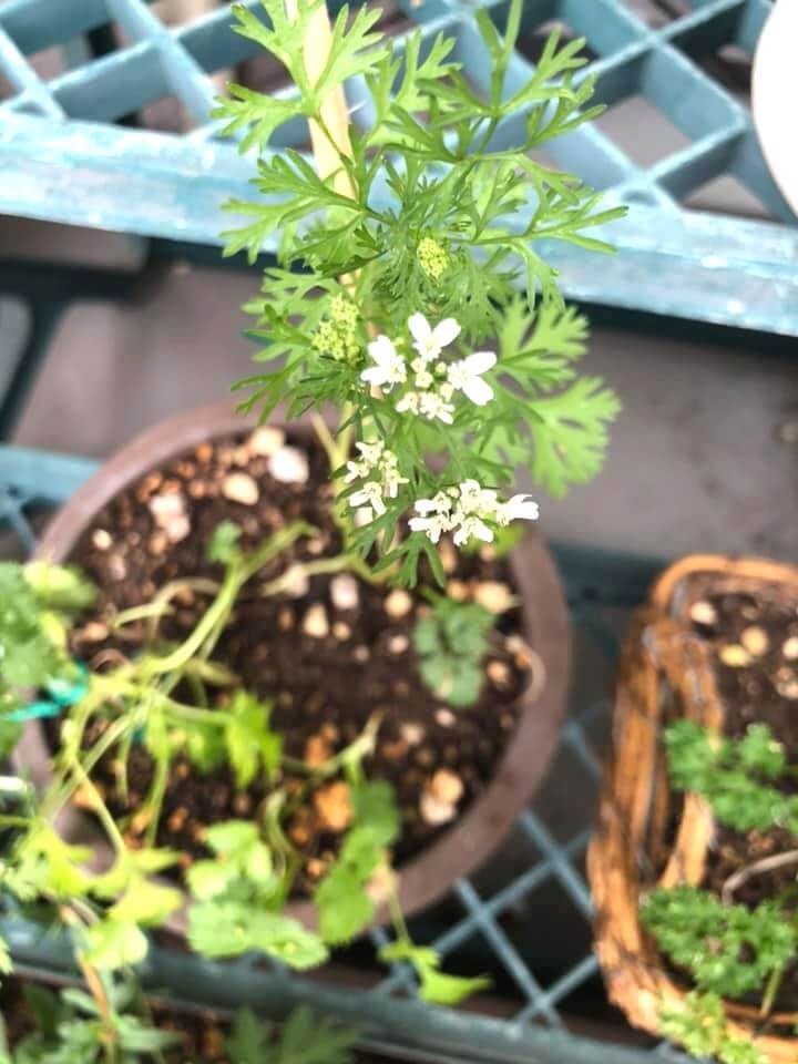 パクチー 根っこから花まで食べられる パクチー は、その独特な香りが病みつきになります。 整腸作用 があることで知られ、毎日食べたいハーブのひとつですね。苦手な人は是非、 天ぷらか 餃子 で。オススメです！エディブルフラワーコリアンダーカメムシソウ