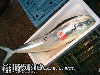 シイラ マヒマヒ 鱪 しいら：旬の魚介百科