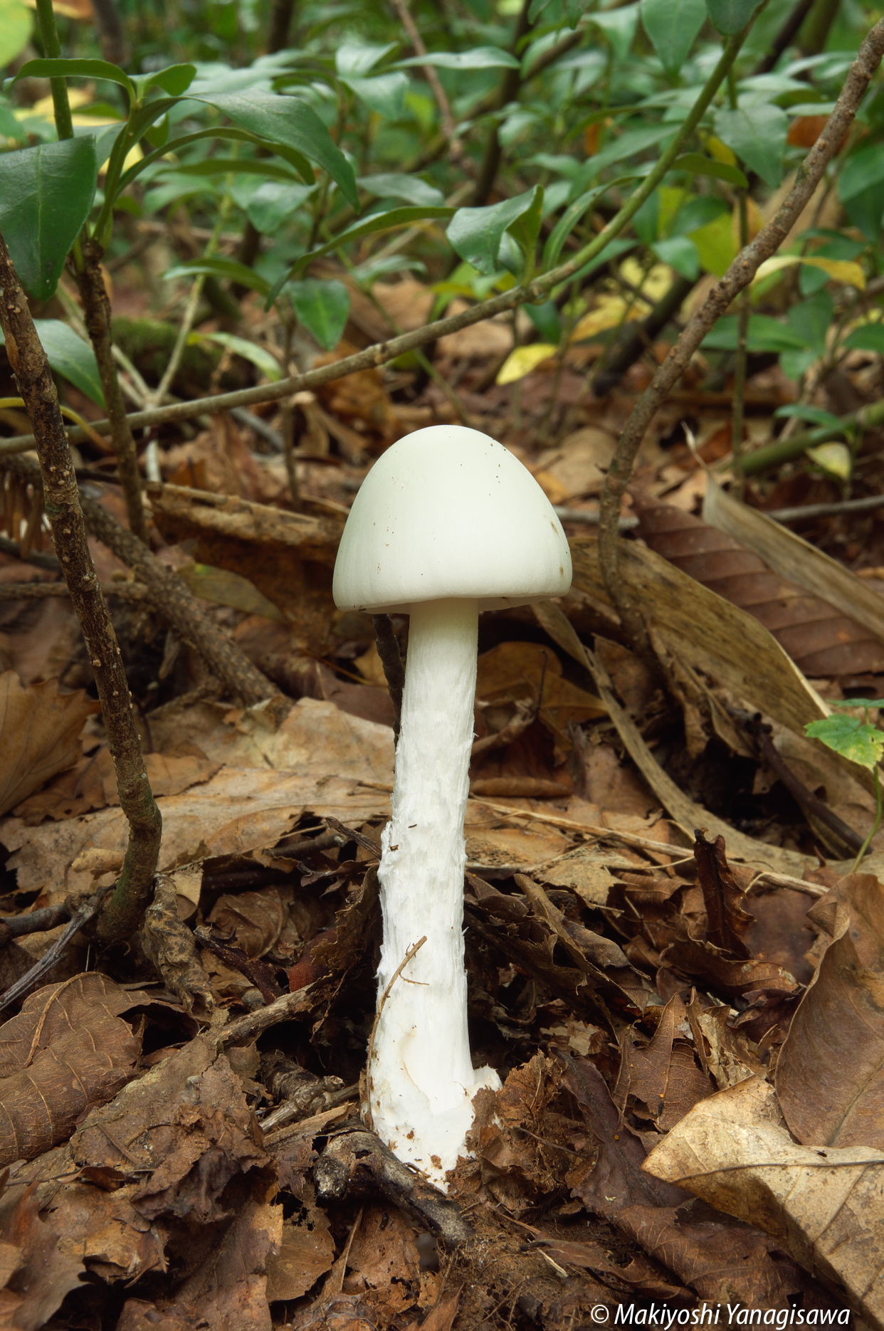 白いキノコの水炊き 豆乳鍋 〆の鍋カルボナーラ