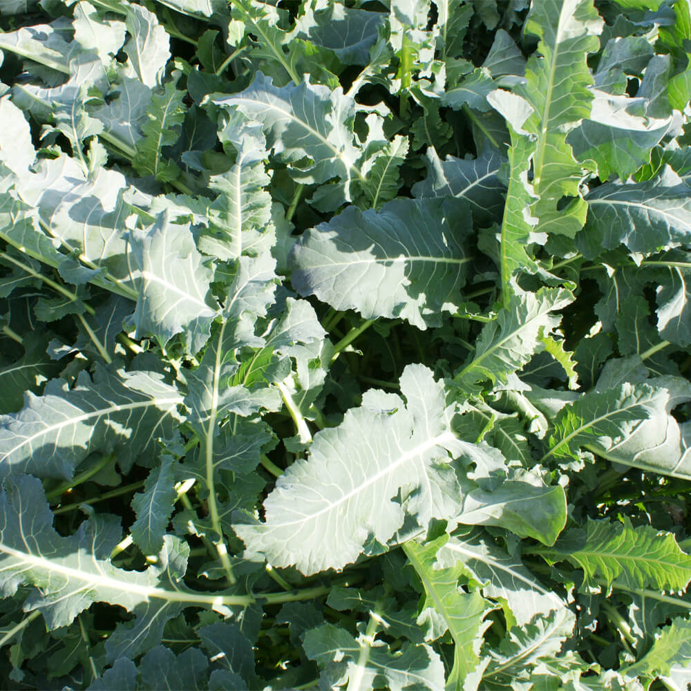 国華園オンラインショップ種 野菜たね ブロッコリー F1ブロッコリーフフィオラーリ1袋 30粒