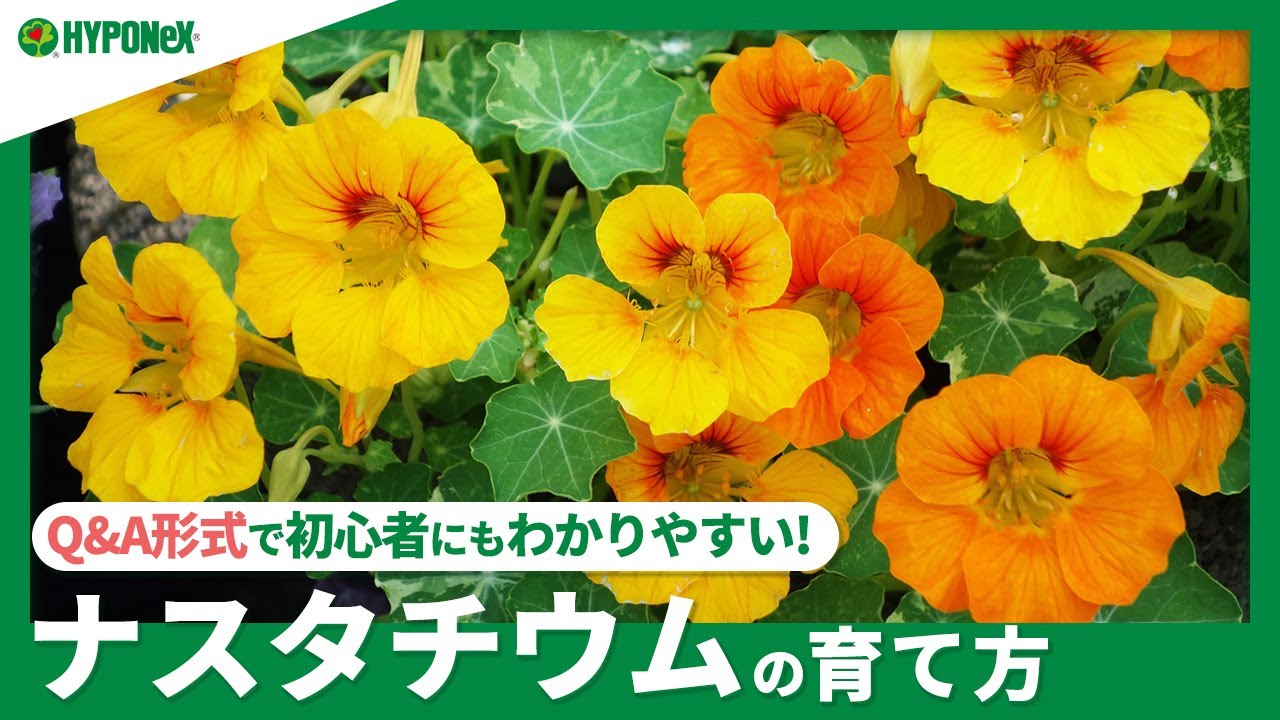 ナスタチウムを育てる時に知っておきたい５つのポイントALIS