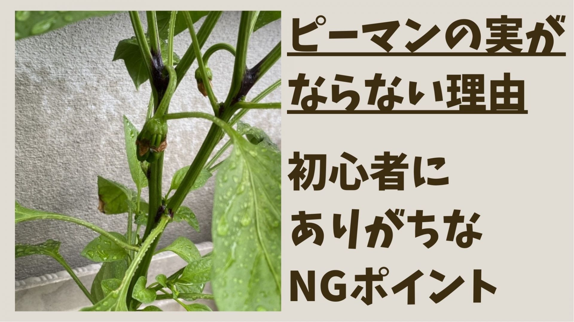 変わった「花言葉」を持つ草花たち「ピーマン」 海からもたらされた「楽園の珊瑚」 : 四つ葉のくまさんの癒しのお花、時々お料理日記