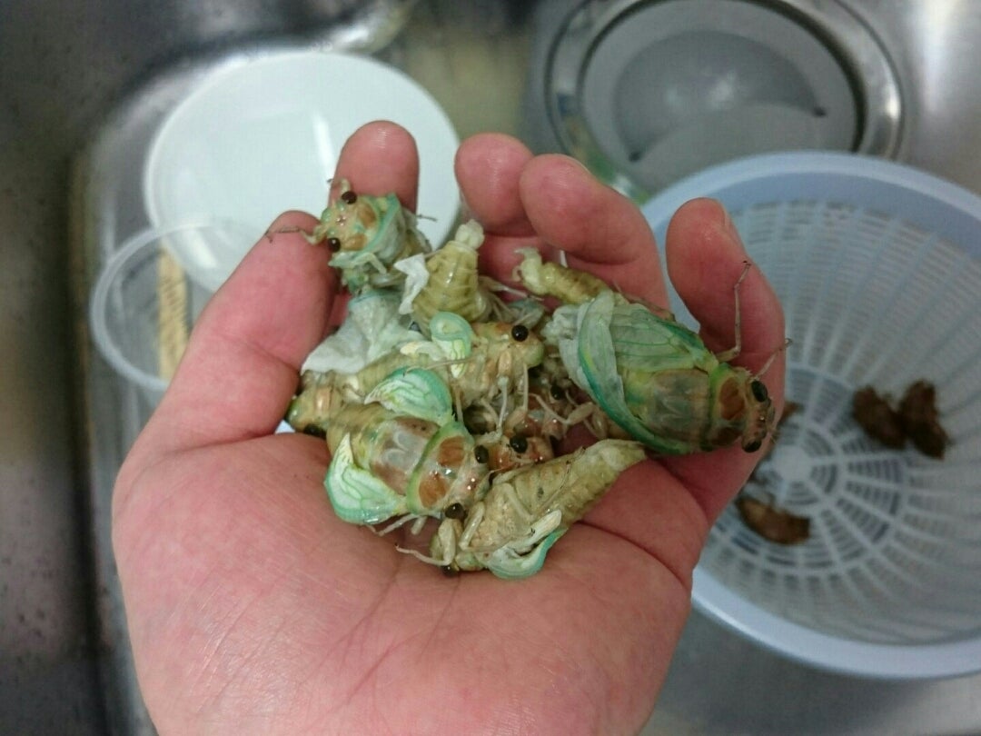 今が旬の超美味しいセミをとって食う ENG SUB