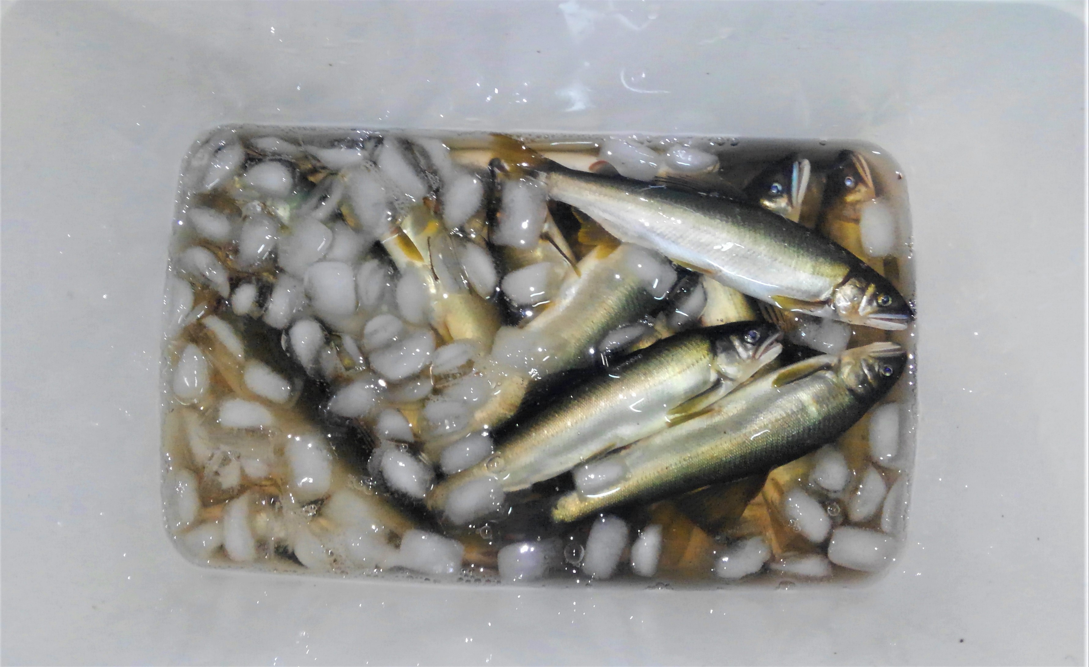 鮎の冷凍保存はなおっぺのチヌかかり釣り＆鮎釣りブログ