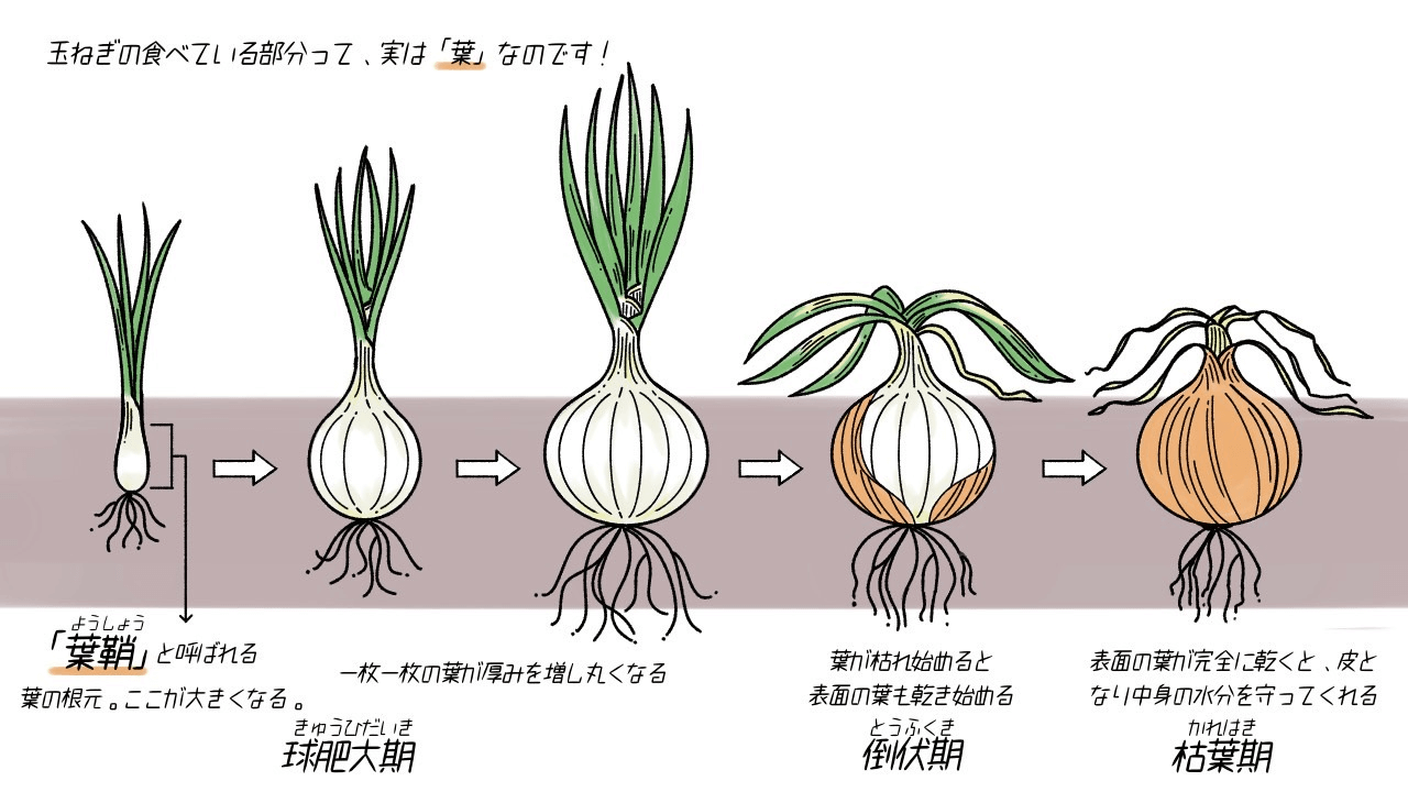 タマネギを家庭菜園で育てよう！失敗しないコツを解説 - 農業屋