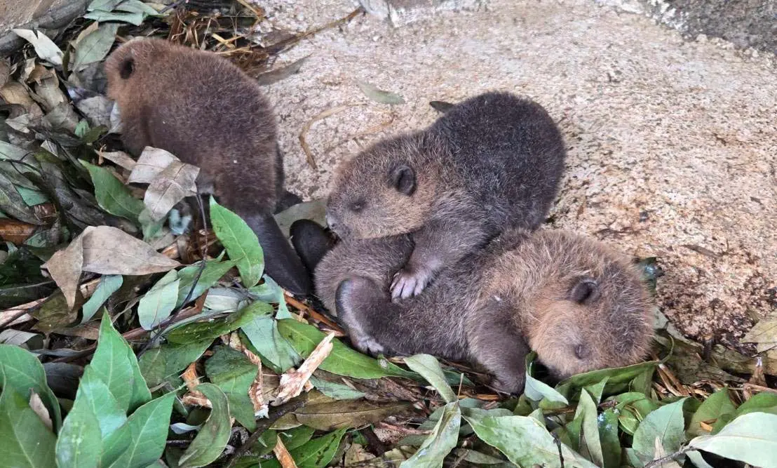 マリンピア日本海だより ビーバーのえさ、ご存知？「アメリカビーバー」