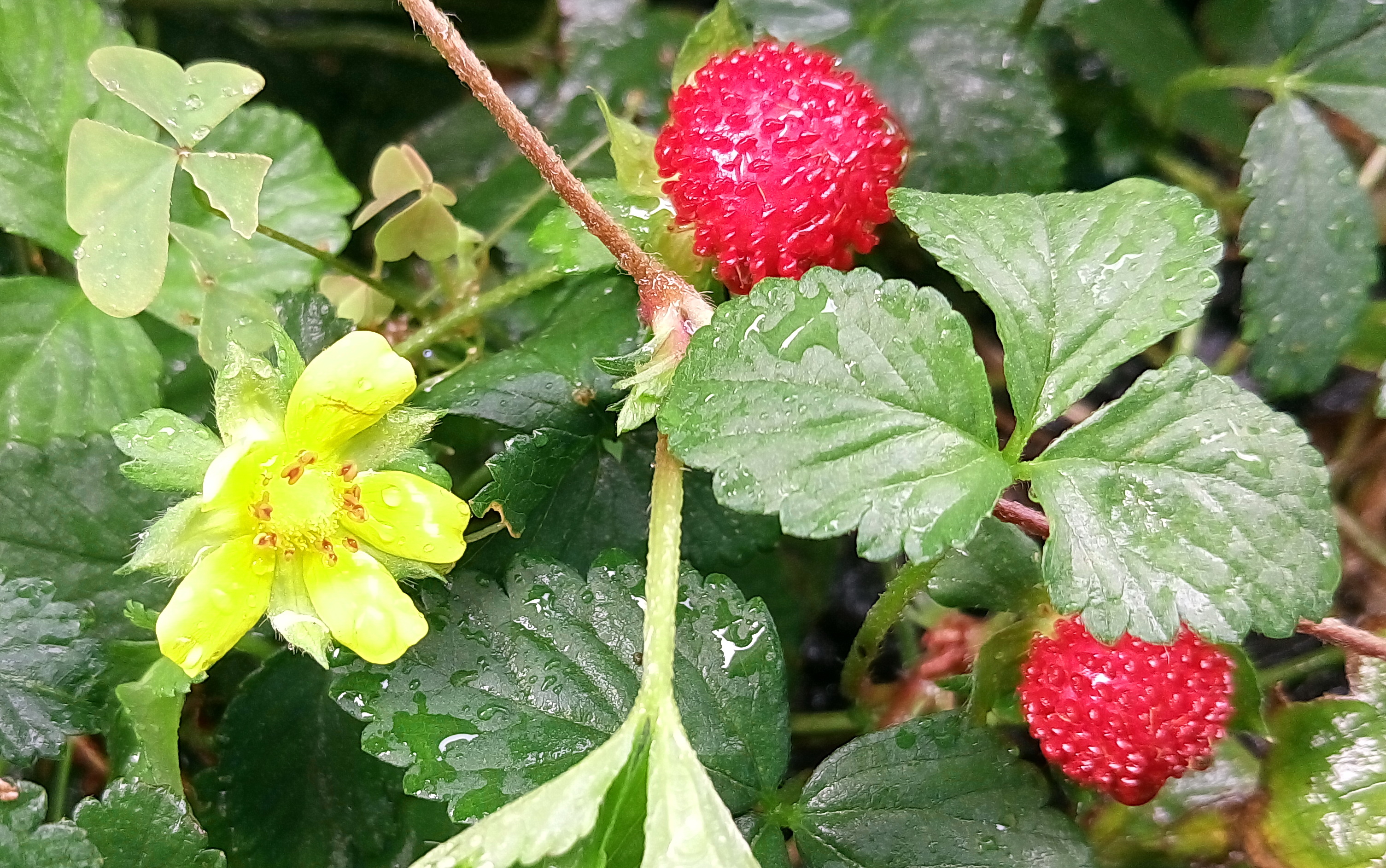 あれもバラ科、これもバラ科！？ バラエティー豊かな魅惑のバラ科フルーツ 季節・暮らしの話題 2021年04月10日- 日本気象協会 tenki.jp