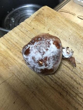 しいたけにカビのような白いフワフワ 食べても大丈夫？カビとの見分け方は？ - くふう トクバイニュース