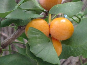 ぎんなんにはどんな栄養がある？おすすめレシピもご紹介デリッシュキッチン