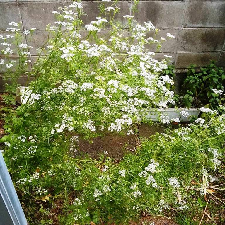 パクチー好き必見！ 単身赴任でもガッツリ食べられるパクチーレシピ集 - Green Beans レシピまとめ
