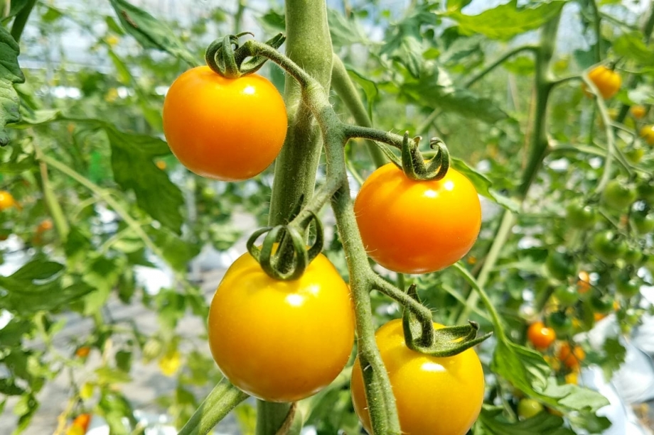桃太郎ゴールド トマト品種カタログタキイの野菜 タキイ種苗