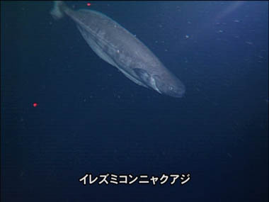 イレズミコンニャクアジ魚類市場魚貝類図鑑